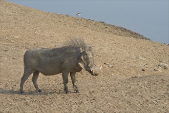 Warthog (Phacochoerus africanus)