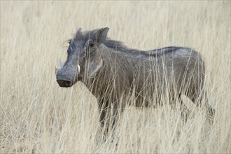 Warthog (Phacochoerus africanus)