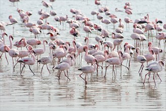 Lesser Flamingos (Phoeniconaias minor) in the water