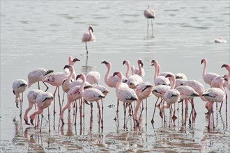 Lesser Flamingos (Phoeniconaias minor) in the water
