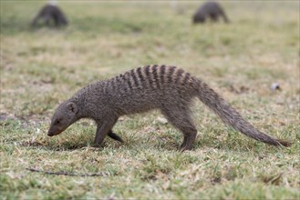 Banded mongoose (Mungos mungo)