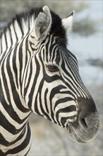 Plains zebra (Equus burchelli)