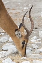 Black-faced Impala (Aepyceros petersi)