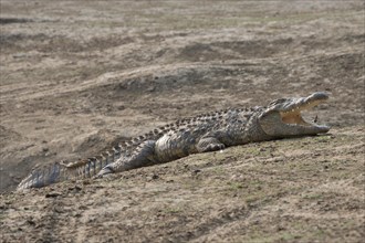 Nile crocodile (Crocodylus niloticus)