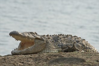 Nile crocodile (Crocodylus niloticus)