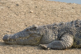 Nile crocodile (Crocodylus niloticus)