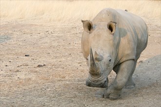 White Rhinoceros (Ceratotherium simum)