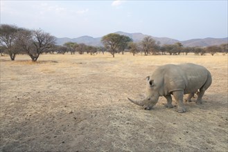 White Rhinoceros (Ceratotherium simum)