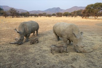 White rhinos (Ceratotherium simum) and warthogs (Phacochoerus africanus) grazing together