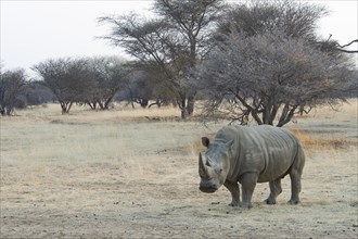 White Rhinoceros (Ceratotherium simum)