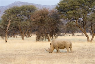 White Rhinoceros (Ceratotherium simum)