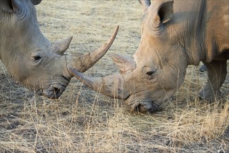 White rhinos (Ceratotherium simum)