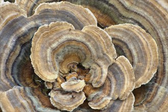 Hairy Curtain Crust fungus (Stereum hirsutum)