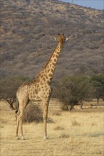 Giraffe (Giraffa camelopardalis)