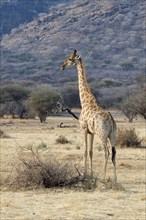 Giraffe (Giraffa camelopardalis)