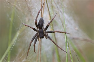 Raft spider (Dolomedes fimbriatus) in its web