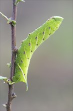 Eyed hawk-moth (Smerinthus ocellata) caterpillar