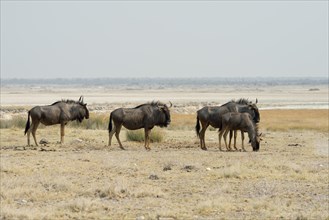 Blue wildebeest (Connochaetes taurinus) in front of a salt pan