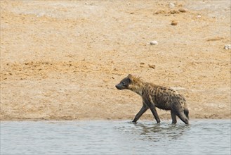 Spotted hyena (Crocuta crocuta) walking in the water