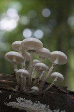 Porcelain fungus (Oudemansiella mucida)