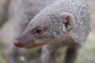 Banded mongoose (Mungos mungo)