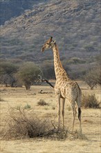 Giraffe (Giraffa camelopardalis)