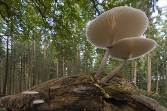 Porcelain fungus (Oudemansiella mucida) on deadwood