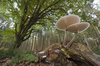 Porcelain fungus (Oudemansiella mucida) on deadwood