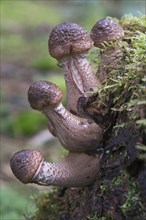 Humongous Fungus (Armillaria solidipes)