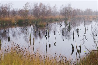 Rewetted marsh