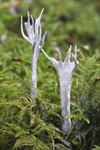 Stag's horn fungus (Xylaria Hypoxylon)