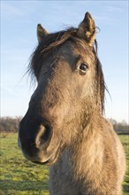 Tarpan (Equus ferus ferus)