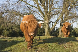 Highland cattle (Bos primigenius taurus)