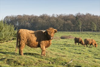 Highland cattle (Bos primigenius taurus)
