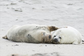 Grey seal (Halichoerus grypus) mother with pup