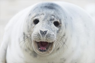 Young grey seal (Halichoerus grypus) calling