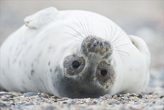 Young grey seal (Halichoerus grypus) lying on back