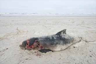 Dead harbor porpoise (Phocoena phocoena) washed ashore on the beach