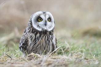 Short-eared owl (Asio flammeus)