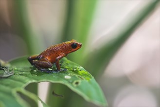Strawberry poison-dart frog (Oophaga pumilio) perched on a leaf