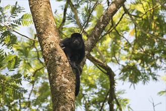Mantled Howler (Alouatta palliata) resting in a tree