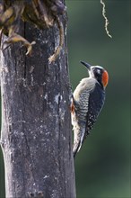 Black-cheeked Woodpecker (Melanerpes pucherani) climbing on a tree
