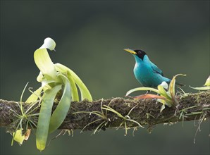 Green Honeycreeper (Chlorophanes spiza) perched on a tree branch