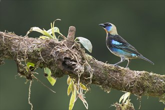 Golden-hooded Tanager (Tangara larvata) perched on a tree branch