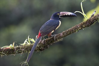Collared Aracari (Pteroglossus torquatus) perched on a branch