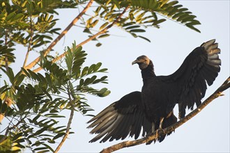 Black Vulture (Coragyps atratus) perched on a tree branch with outspread wings