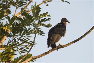Black Vulture (Coragyps atratus) perched on a tree branch