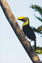 Swainson toucan (Ramaphastos swainsonii) perched on a tree branch