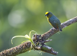 Olive-backed Euphonia (Euphonia gouldi) perched on a tree branch