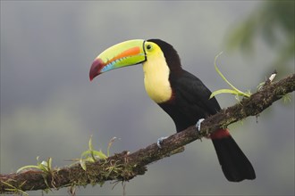 Keel-billed Toucan (Ramphastus sulfuratos) perched on a branch